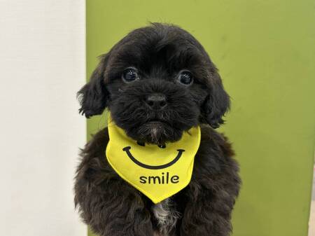 �~�b�N�X(�V�[�Y�[�~�g�C�v�[�h��)