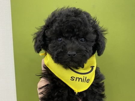�g�C�v�[�h��