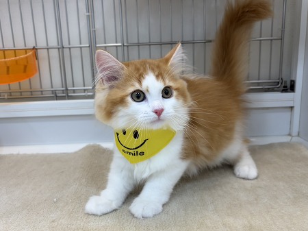 �T�C�x���A��