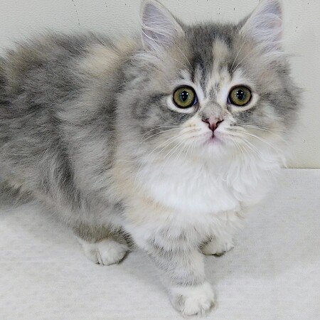 �~�k�G�b�g