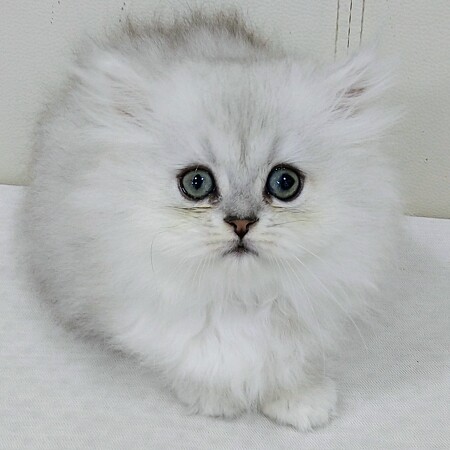 �y���V��