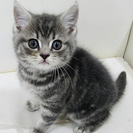 �X�R�e�B�b�V���t�H�[���h