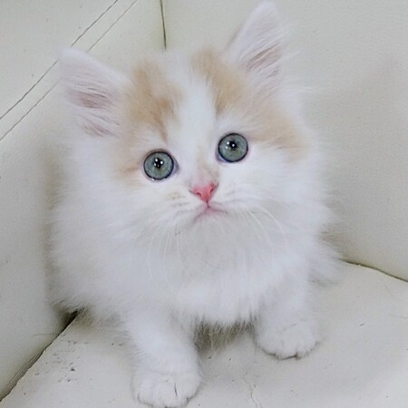 �T�C�x���A��