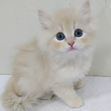 �T�C�x���A��