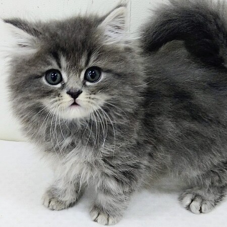 �X�R�e�B�b�V���t�H�[���h�����O�w�A�[