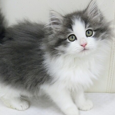 �T�C�x���A��