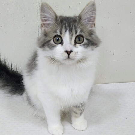 �T�C�x���A��