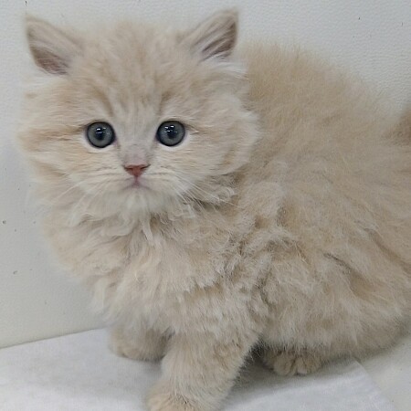 �X�R�e�B�b�V���t�H�[���h�����O�w�A�[