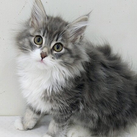 �T�C�x���A��