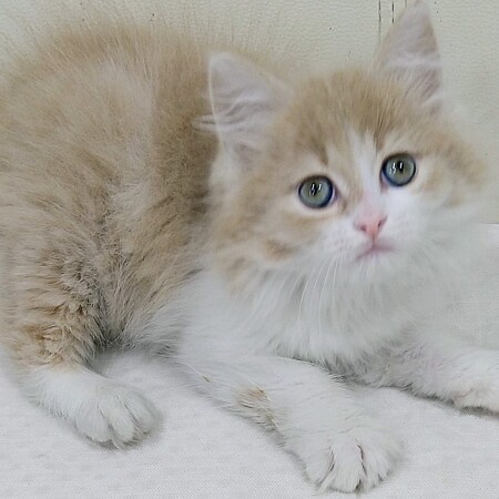 �T�C�x���A��