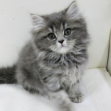 �X�R�e�B�b�V���t�H�[���h�����O�w�A�[