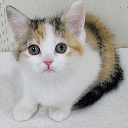 �~�k�G�b�g