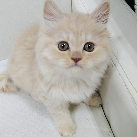 �u���e�B�b�V�������O�w�A�[