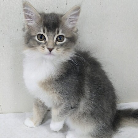 ���C���N�[��