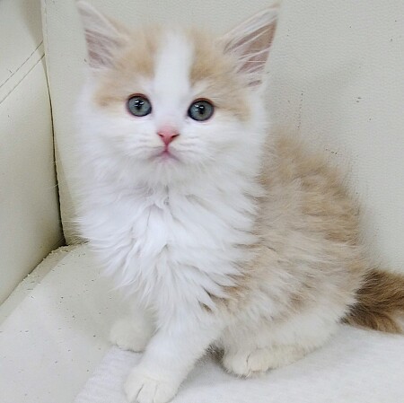 �T�C�x���A��