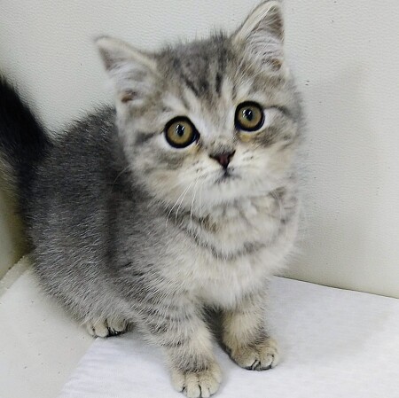 �u���e�B�b�V���V���[�g�w�A