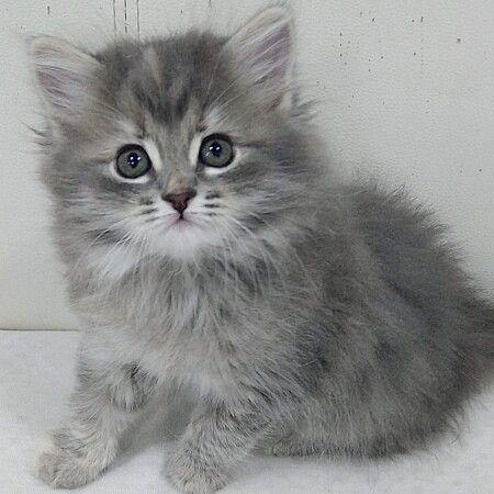 �T�C�x���A��