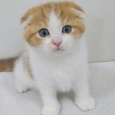 �X�R�e�B�b�V���t�H�[���h