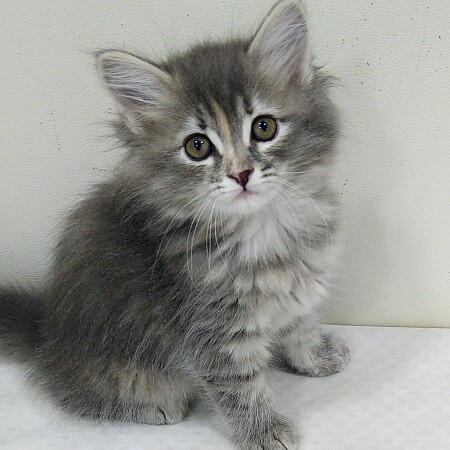 �T�C�x���A��