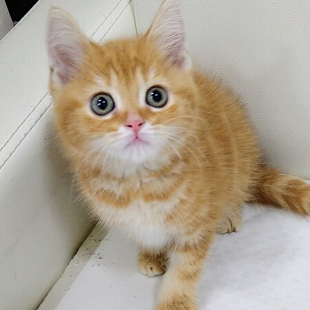 �X�R�e�B�b�V���t�H�[���h