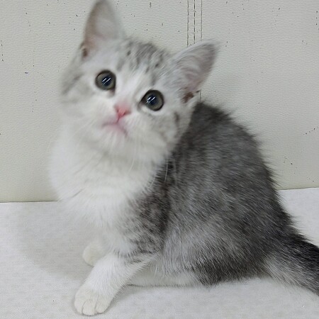 �X�R�e�B�b�V���t�H�[���h