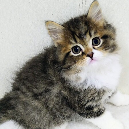 �}���`�J�������O�w�A�[