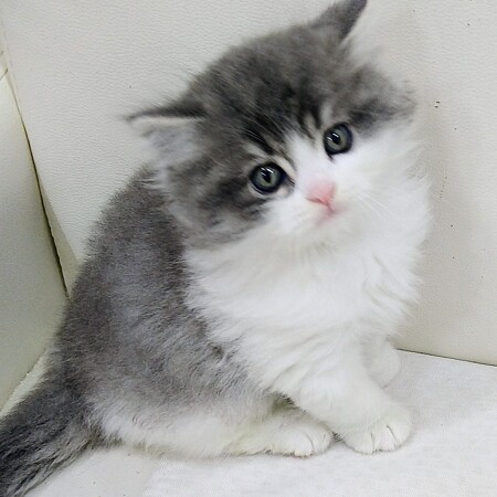 �X�R�e�B�b�V���t�H�[���h�����O�w�A�[