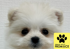 �~�b�N�X�i�|�����j�A���~�}���`�[�Y�j