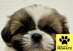 �V�[�E�Y�[