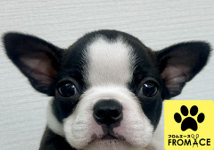 �{�X�g���e���A