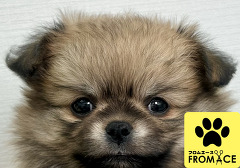 �~�b�N�X�i�|�����j�A���~�`�����j