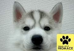 �V�x���A���E�n�X�L�[