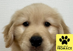 �S�[���f���E���g���o�[