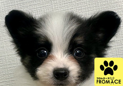 �~�b�N�X�i�p�s�����~�|�����j�A���j