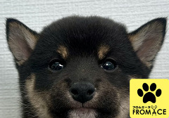 �Č� �i���āj