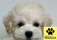 �g�C�v�[�h��