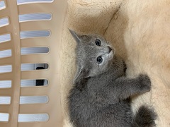 ���V�A���u���[
