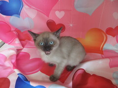 �g���L�j�[�Y