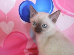 �g���L�j�[�Y