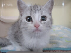 �X�R�e�B�b�V���X�g���[�g