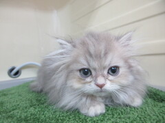 �y���V��