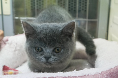 �u���e�B�b�V���V���[�g�w�A