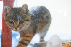 �~�b�N�X�i�A���V��x�u���e�B�b�V���j