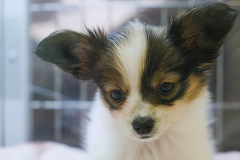 �p�s����