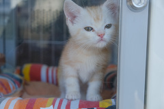 �A�����J���V���[�g�w�A