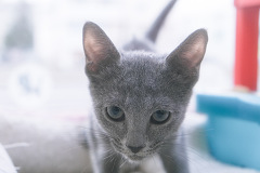 ���V�A���u���[