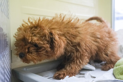 �g�C�v�[�h��