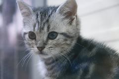 �A�����J���V���[�g�w�A