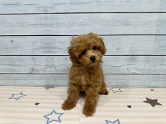 �g�C�v�[�h��