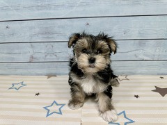 �~�b�N�X�}���`�[�Y�~���[�N�V���e���A